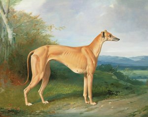 Greyhound-kællingen Lydia